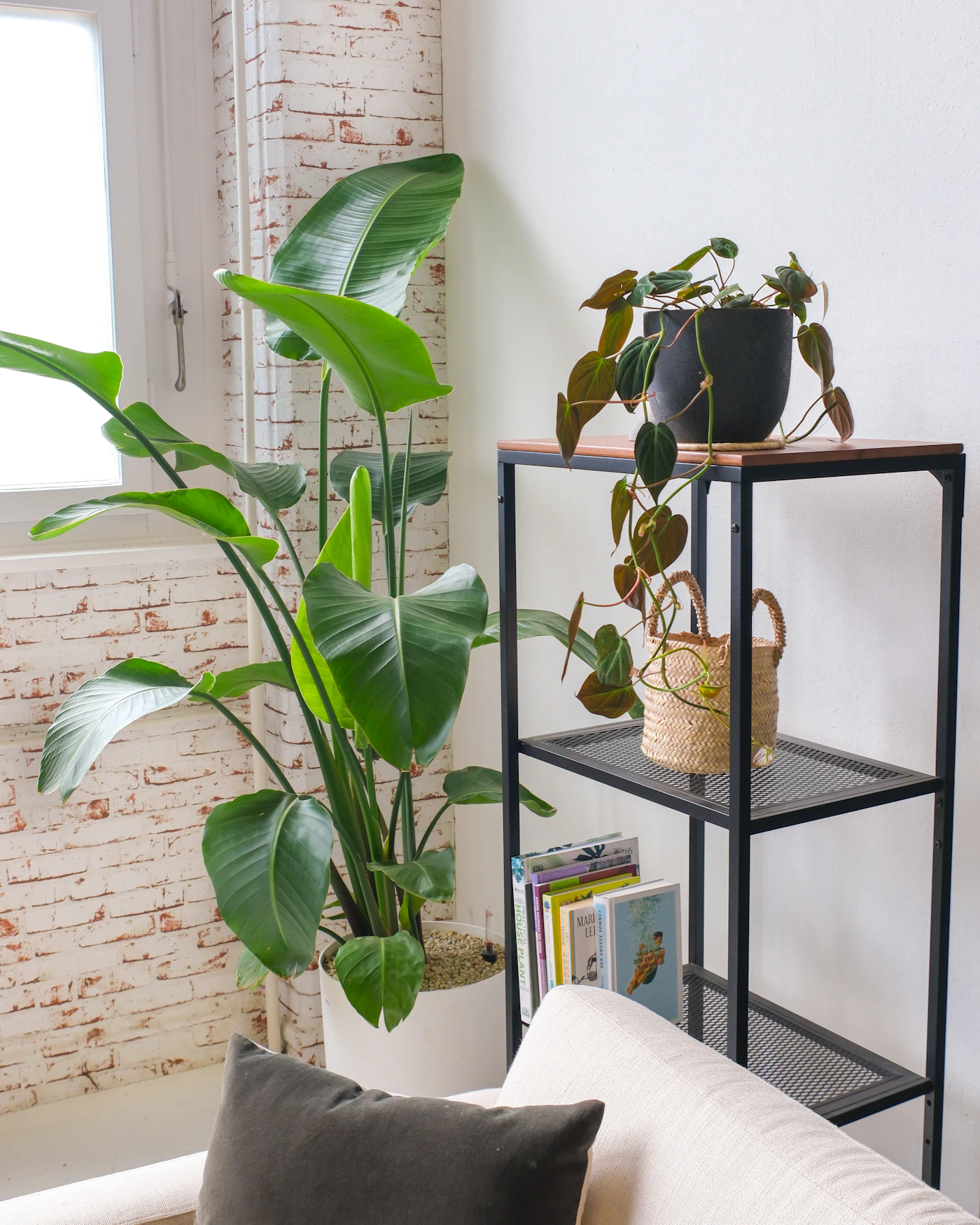 Grote groene plant naast een zwart metalen rek met een kleinere hangplant