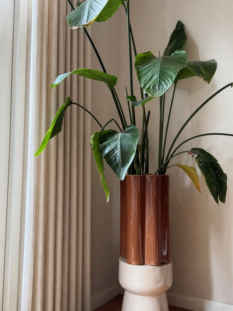 Grote groene plant in een glanzende bruine pot op een lichte voet naast een beige vloergordijn